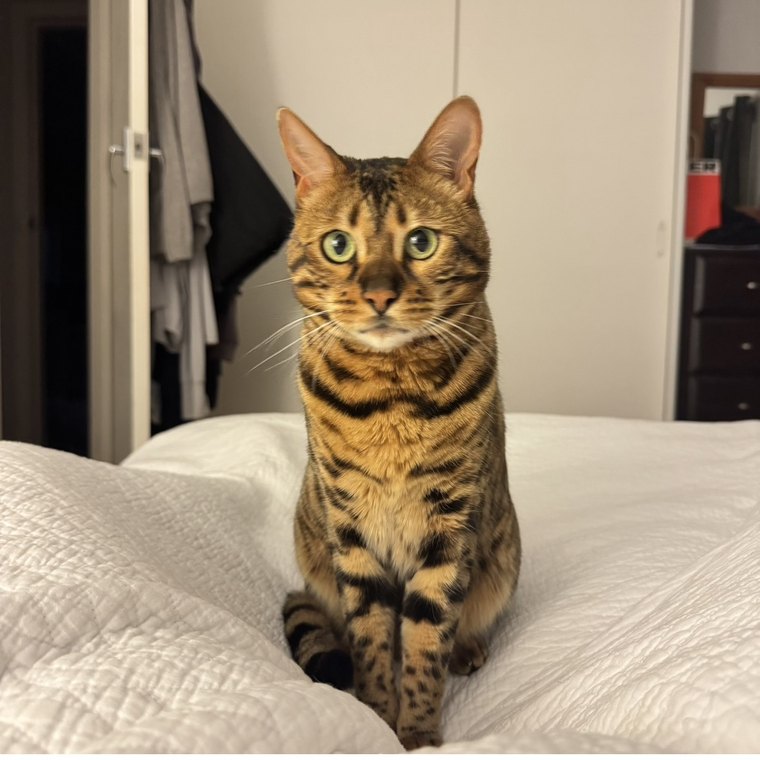 Jamila, Justine's Bengal cat, sitting upright on a bed and staring straight at the camera.